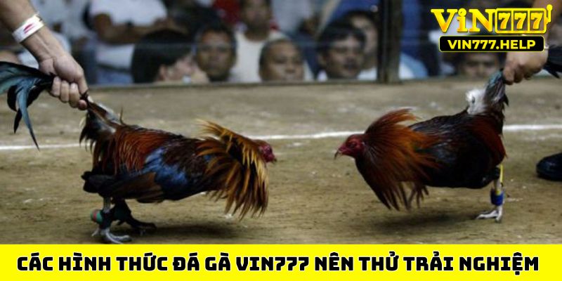 Các hình thức đá gà VIN777 nên thử trải nghiệm