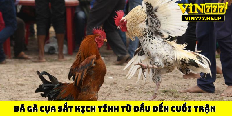 Đá gà cựa sắt kịch tính từ đầu đến cuối trận
