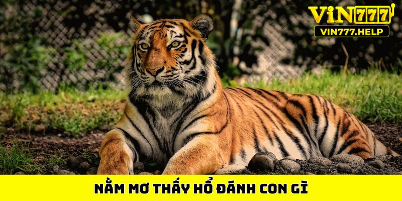 Nằm mơ thấy hổ đánh con gì